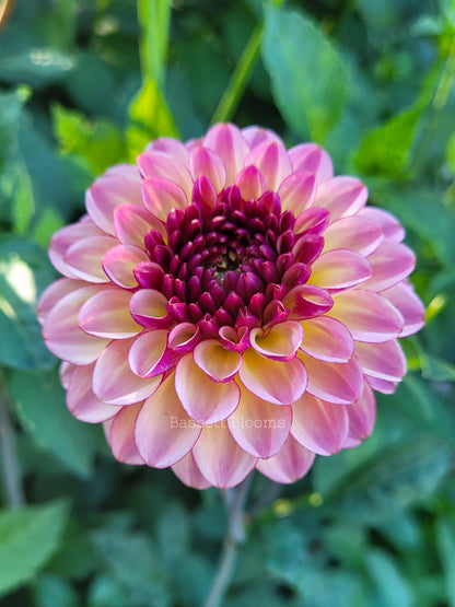Foxy Lady - Dahlia Tuber