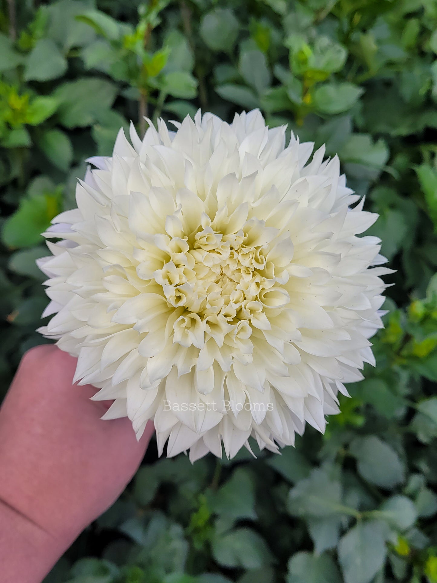 Gitts Attention - Dahlia Tuber