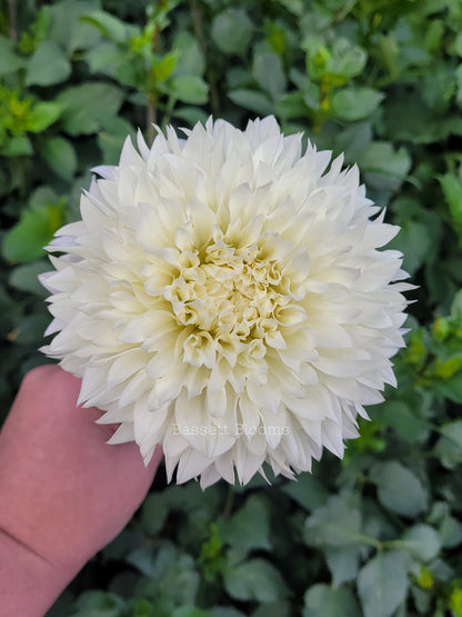 Gitts Attention - Dahlia Tuber