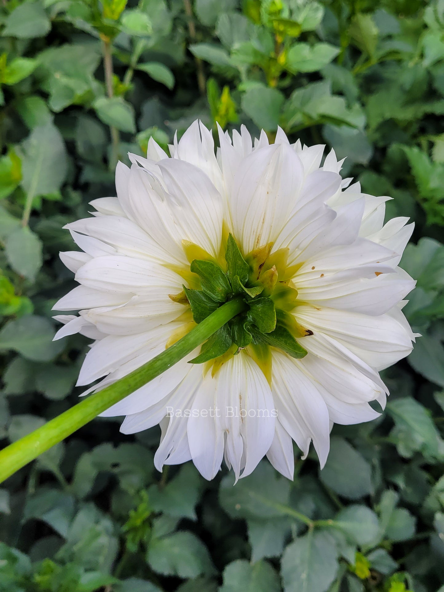 Gitts Attention - Dahlia Tuber