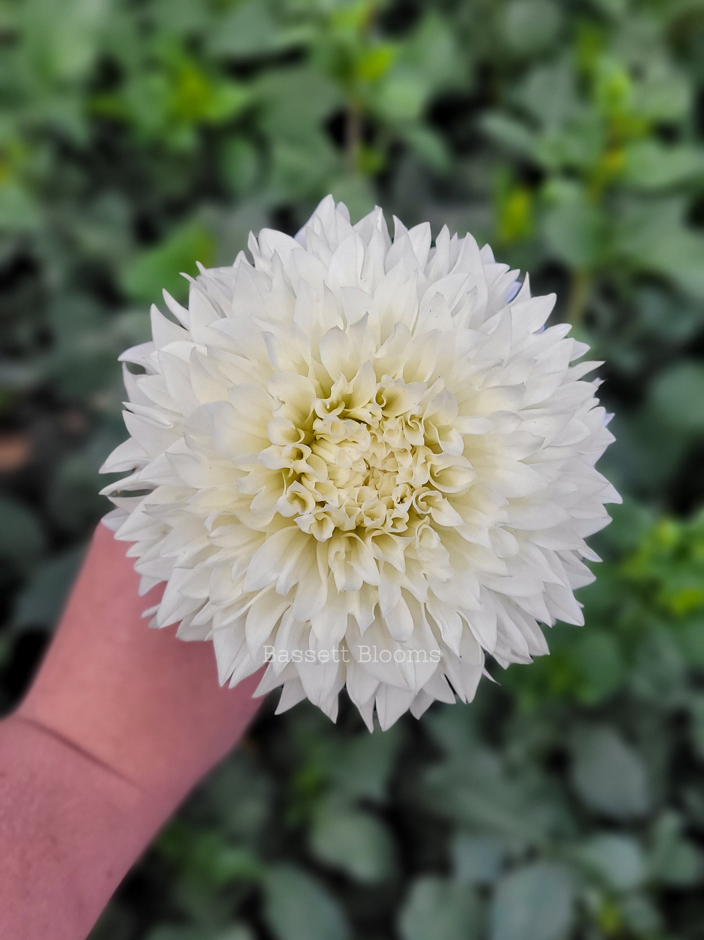 Gitts Attention - Dahlia Tuber