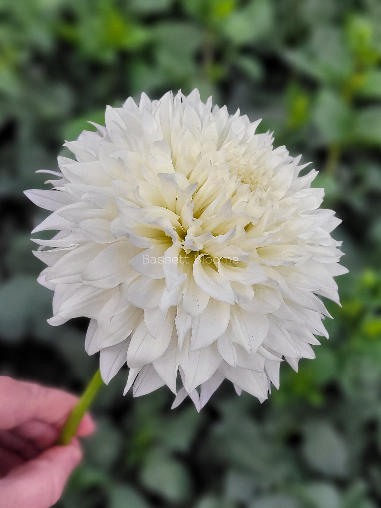 Gitts Attention - Dahlia Tuber