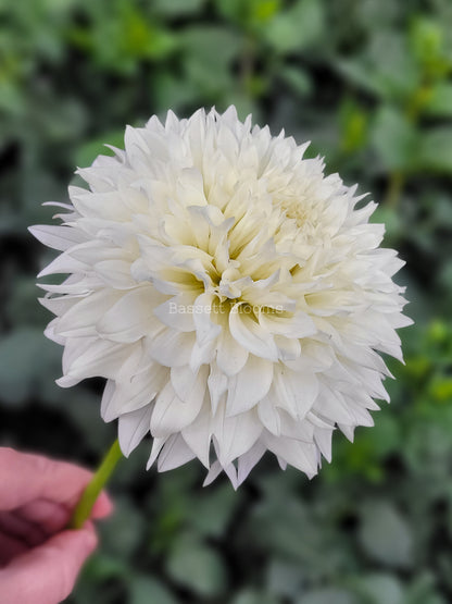 Gitts Attention - Dahlia Tuber