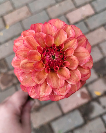 Ice Tea - Dahlia Tuber