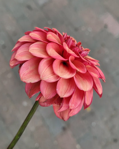 Ice Tea - Dahlia Tuber