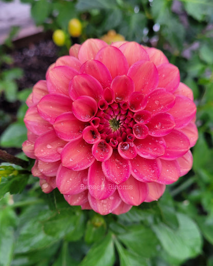 Ice Tea - Dahlia Tuber