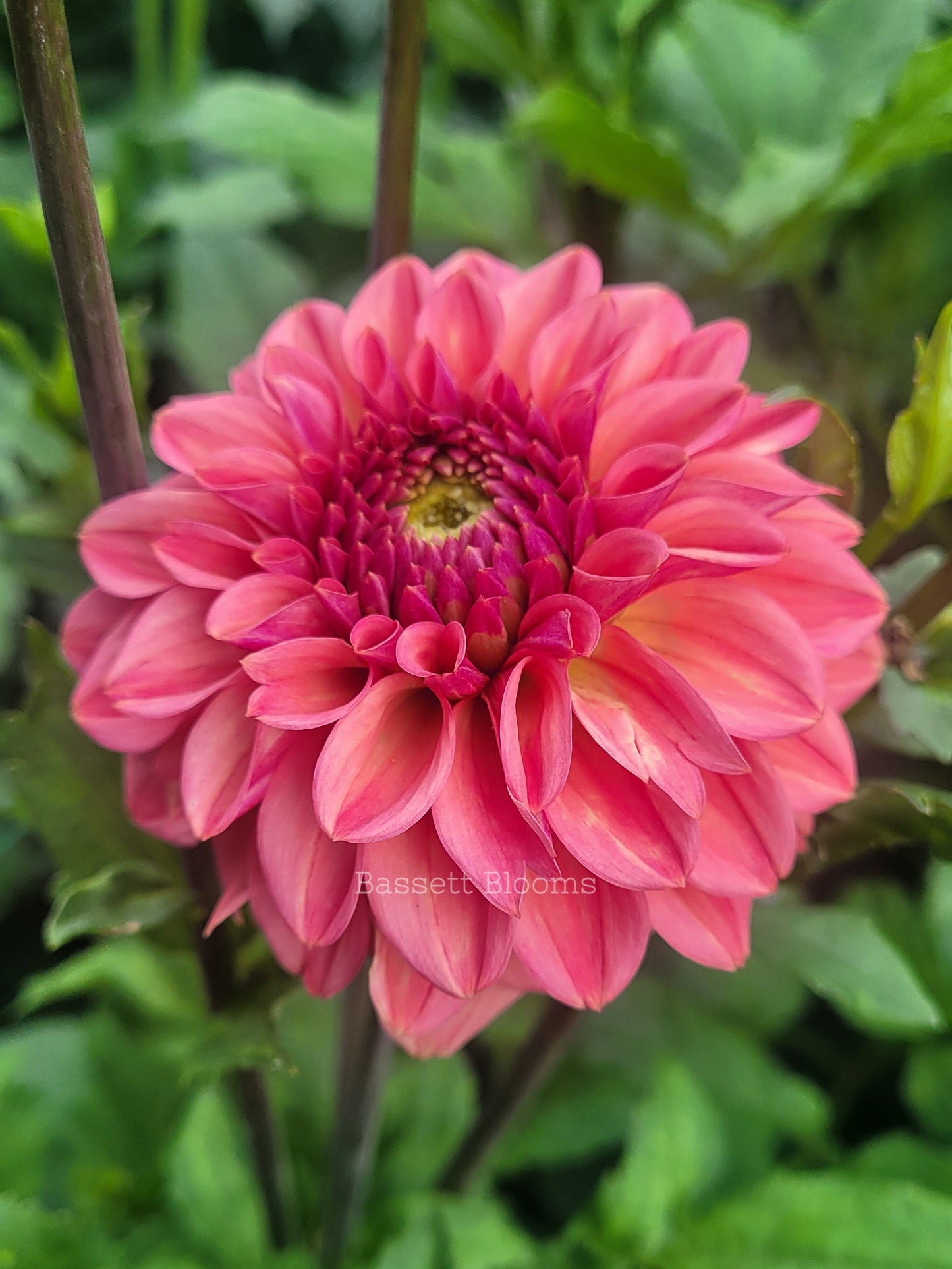 Ice Tea - Dahlia Tuber