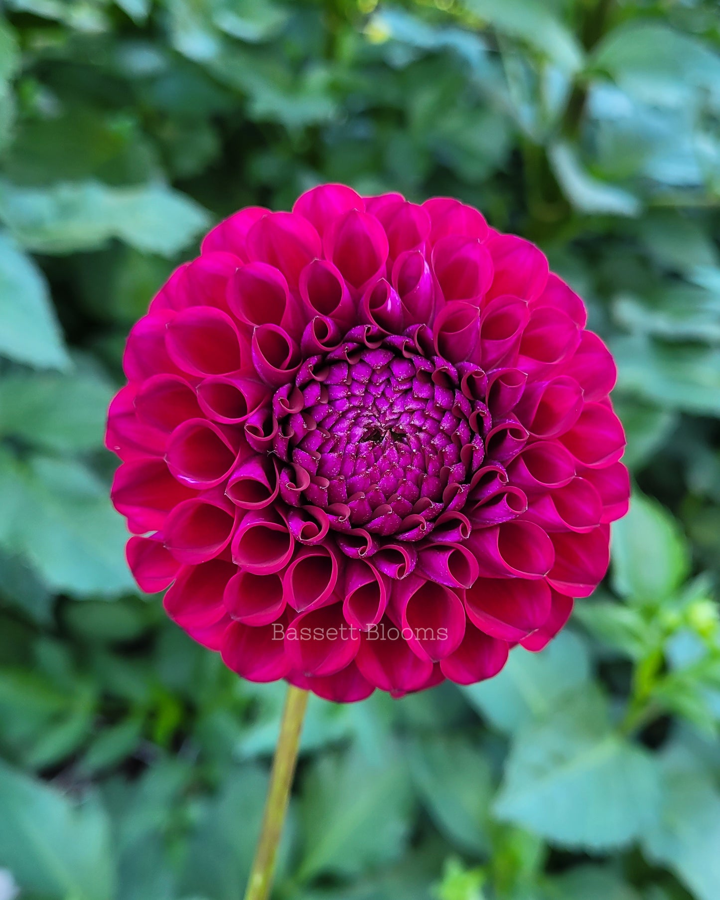 Ivanetti - Dahlia Tuber