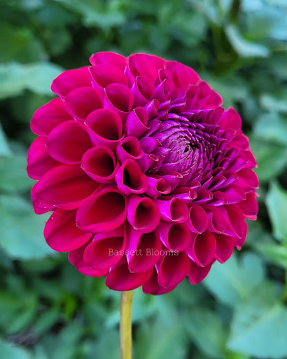 Ivanetti - Dahlia Tuber