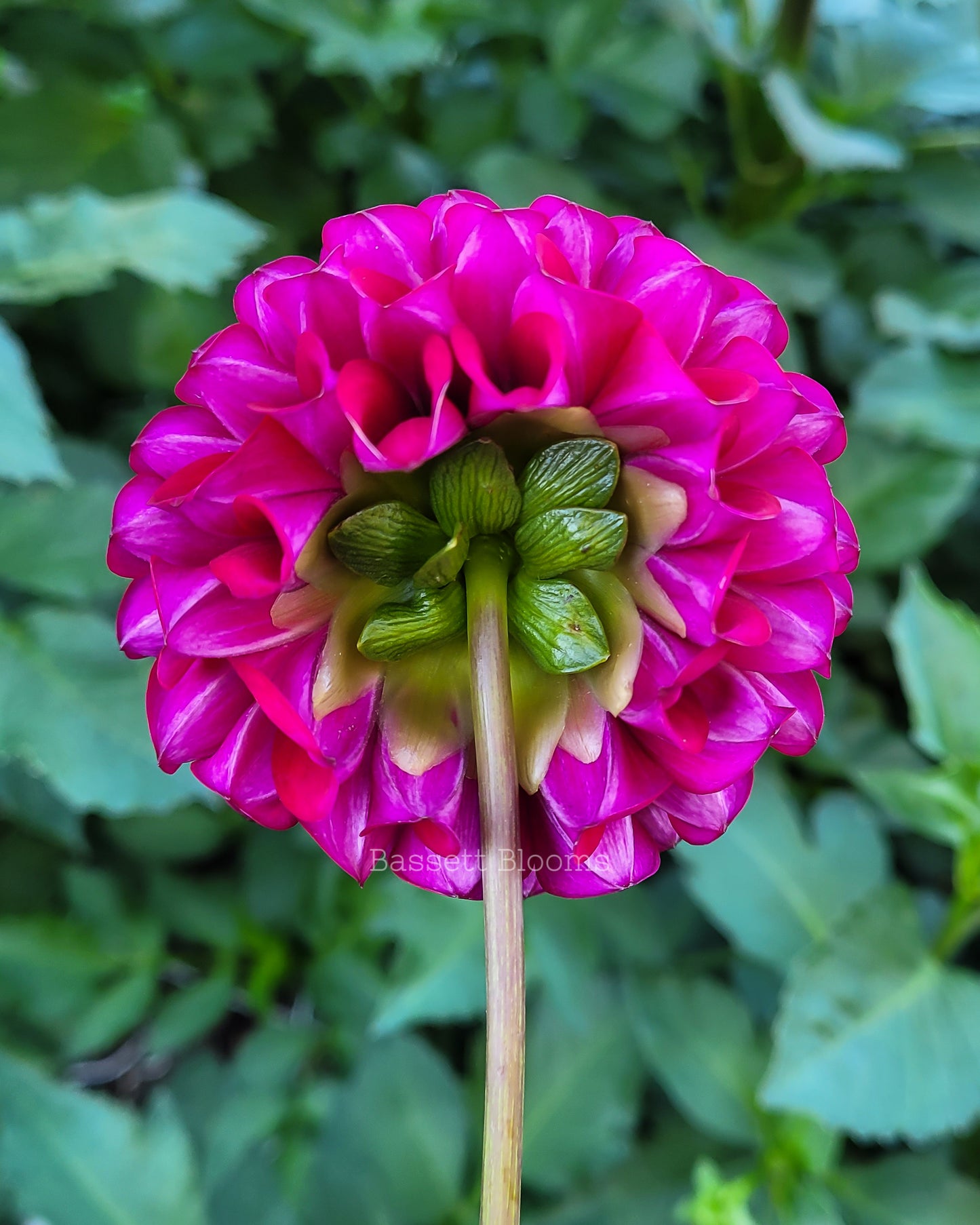 Ivanetti - Dahlia Tuber