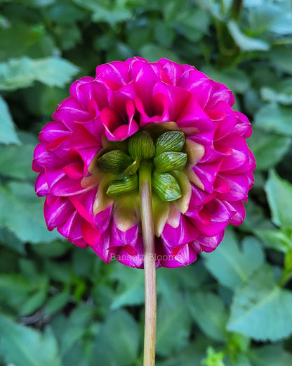 Ivanetti - Dahlia Tuber