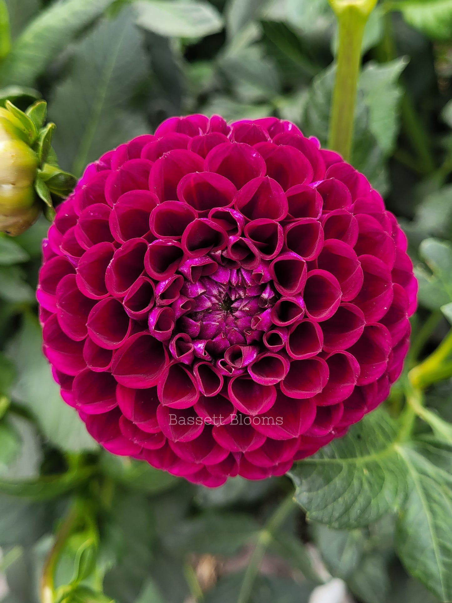 Ivanetti - Dahlia Tuber