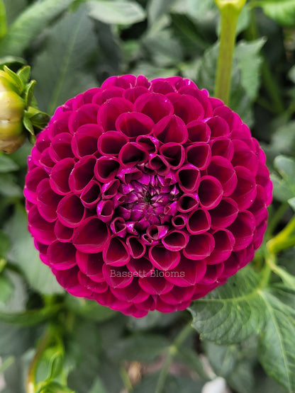 Ivanetti - Dahlia Tuber