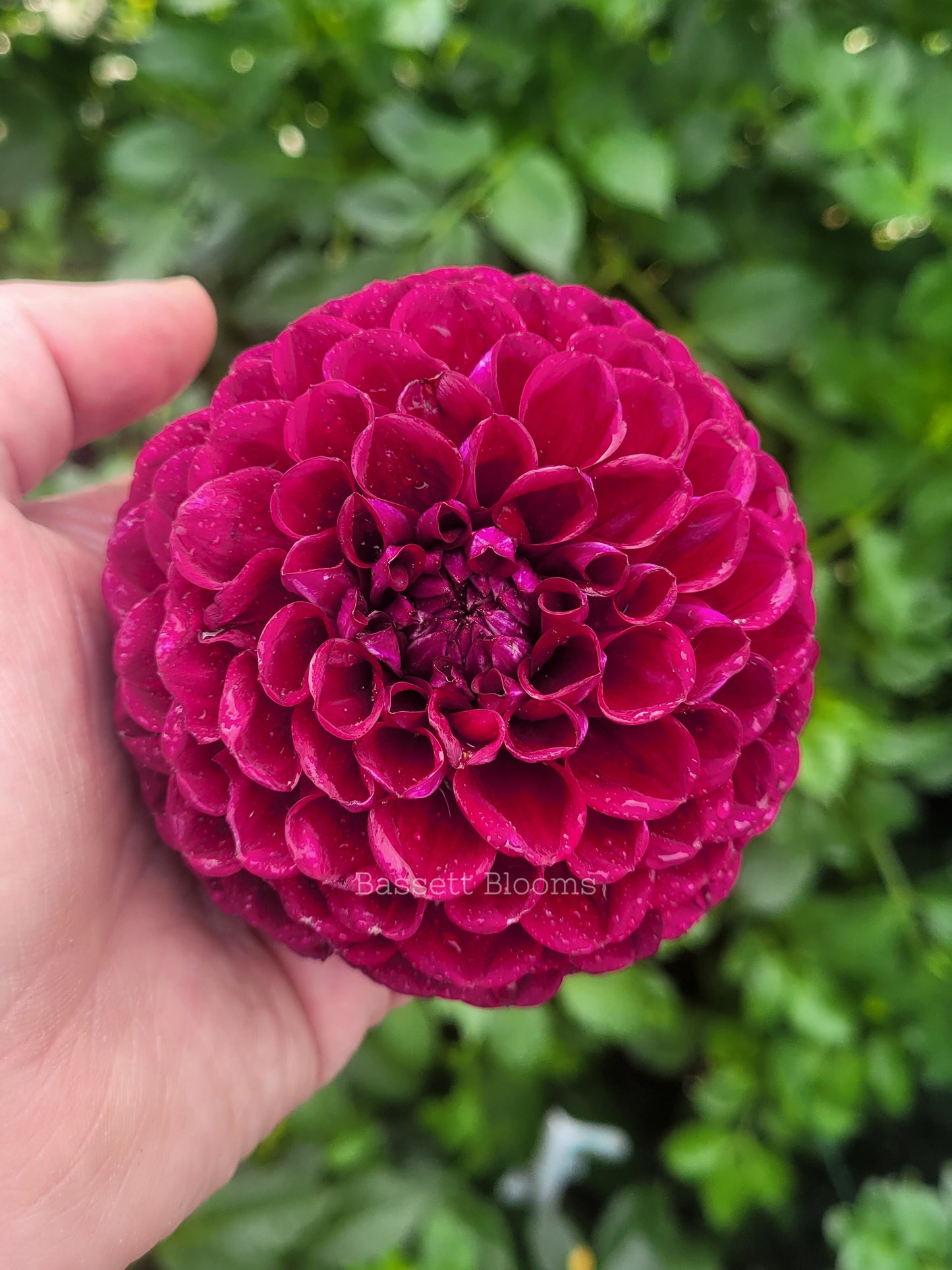 Ivanetti - Dahlia Tuber