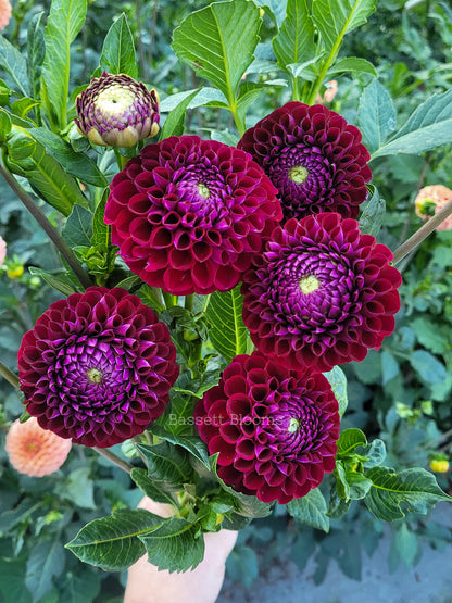 Ivanetti - Dahlia Tuber