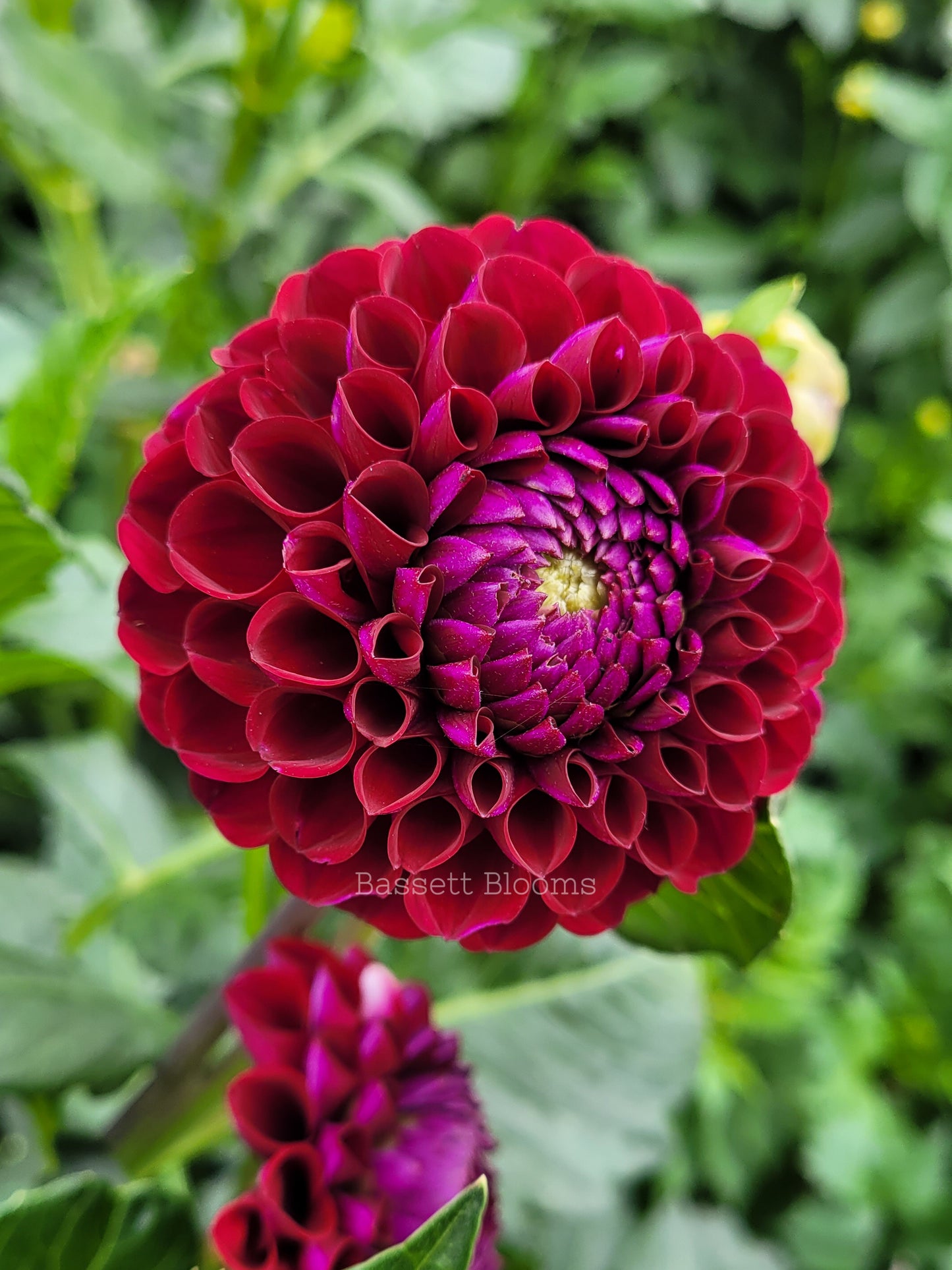 Ivanetti - Dahlia Tuber