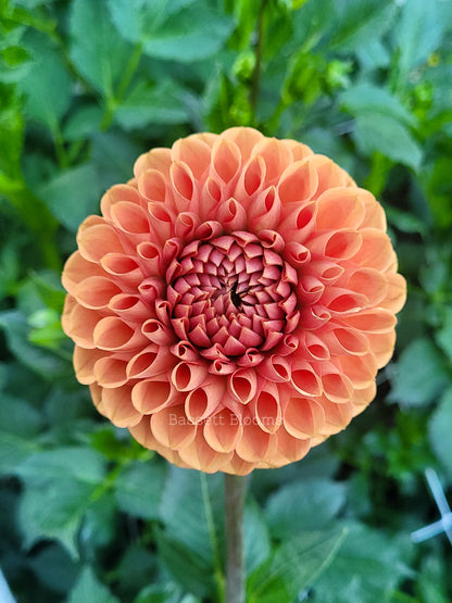 Jomanda - Dahlia Tuber