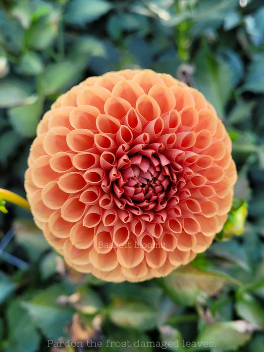 Jomanda - Dahlia Tuber