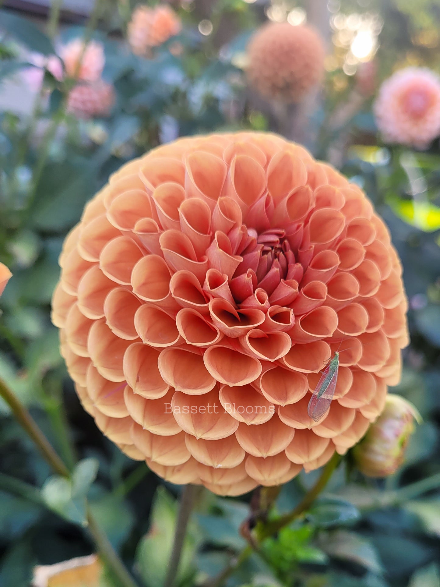 Jomanda - Dahlia Tuber