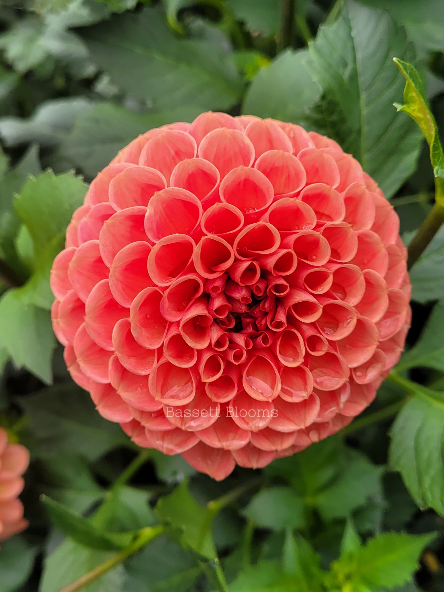 Jomanda - Dahlia Tuber