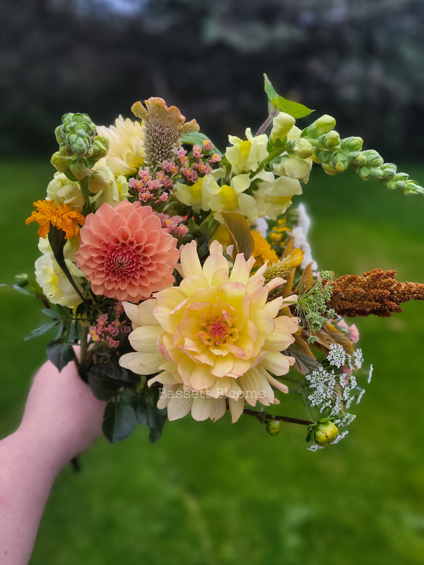 Keith H - Dahlia Tuber