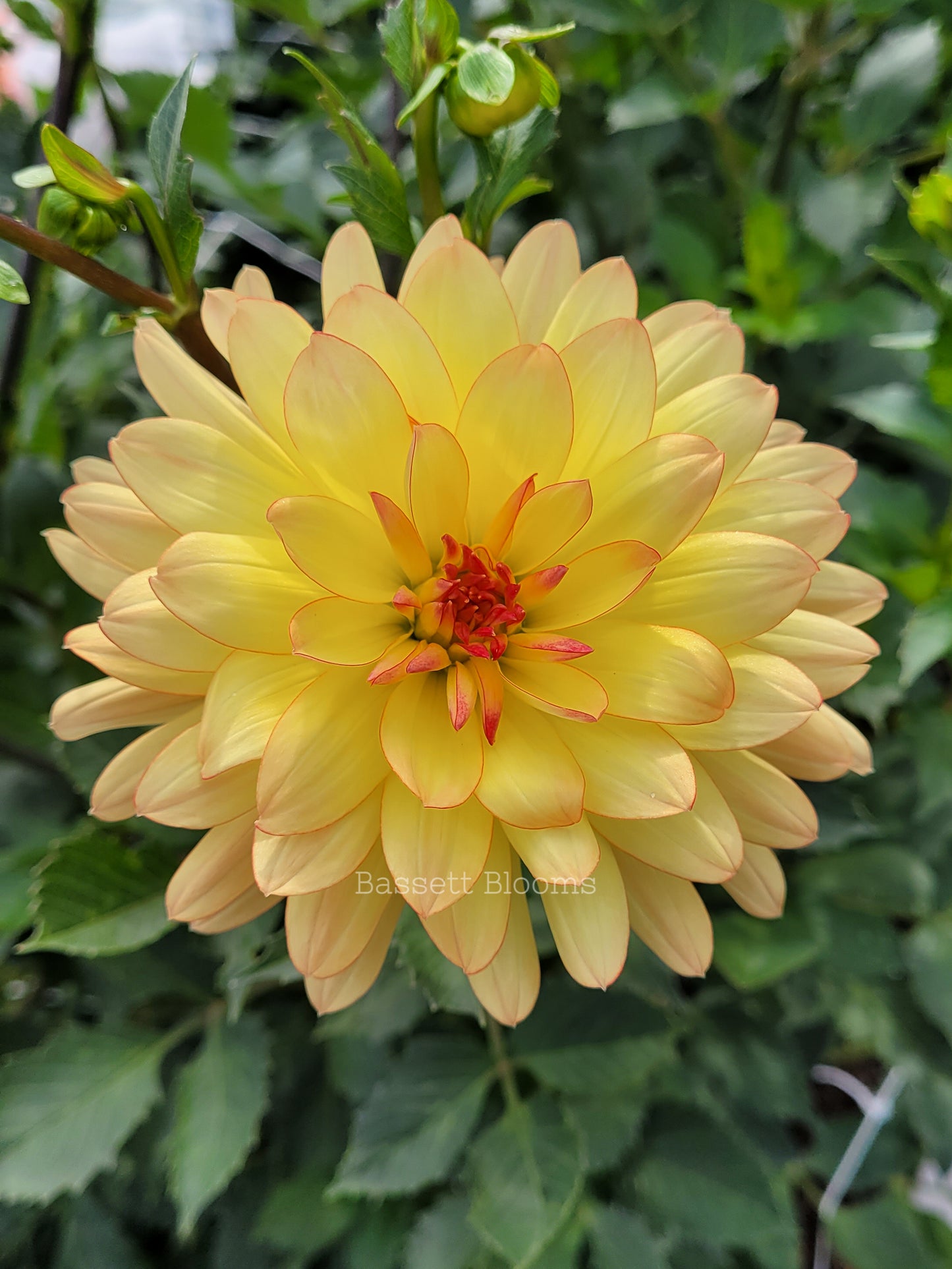 Keith H - Dahlia Tuber