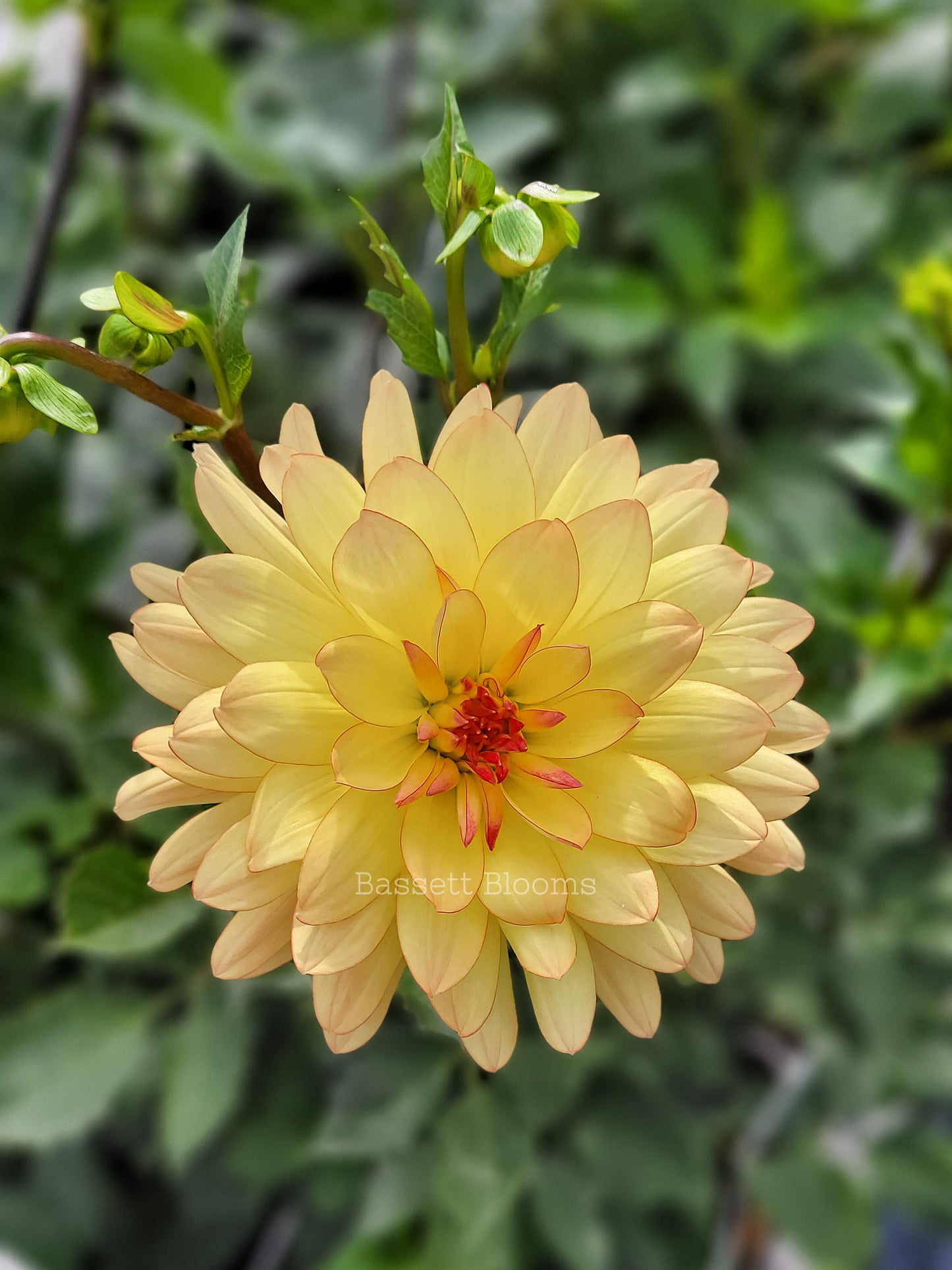 Keith H - Dahlia Tuber