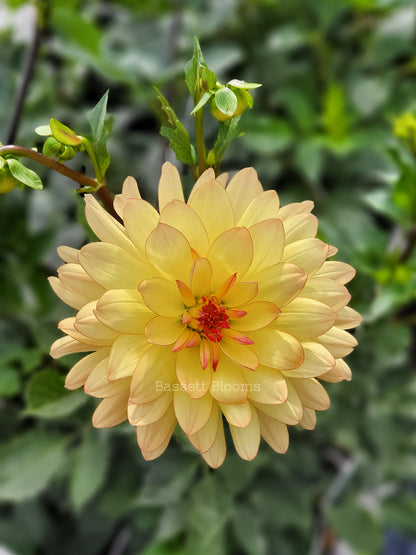 Keith H - Dahlia Tuber