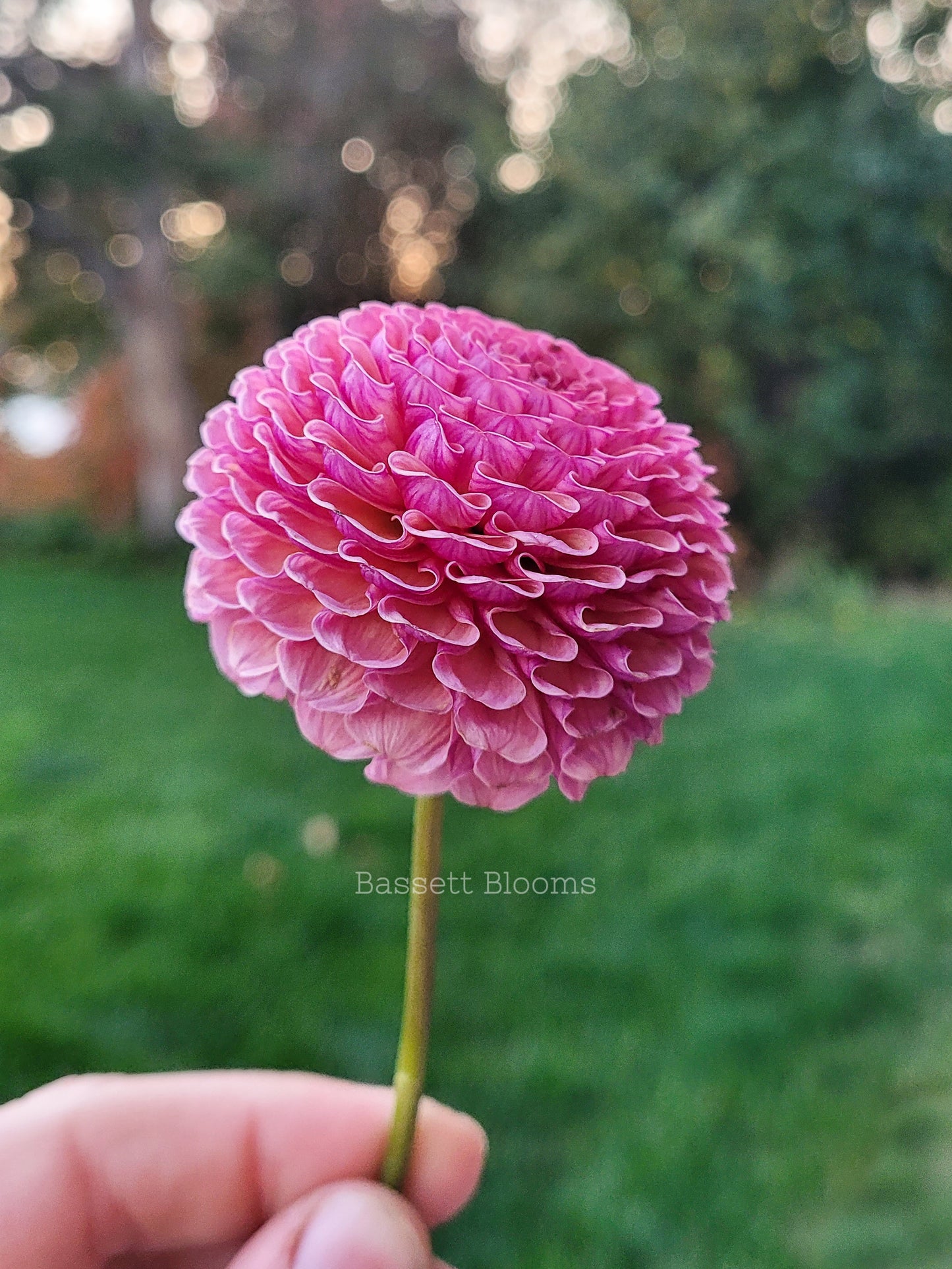 Koko Puff - Dahlia Tuber