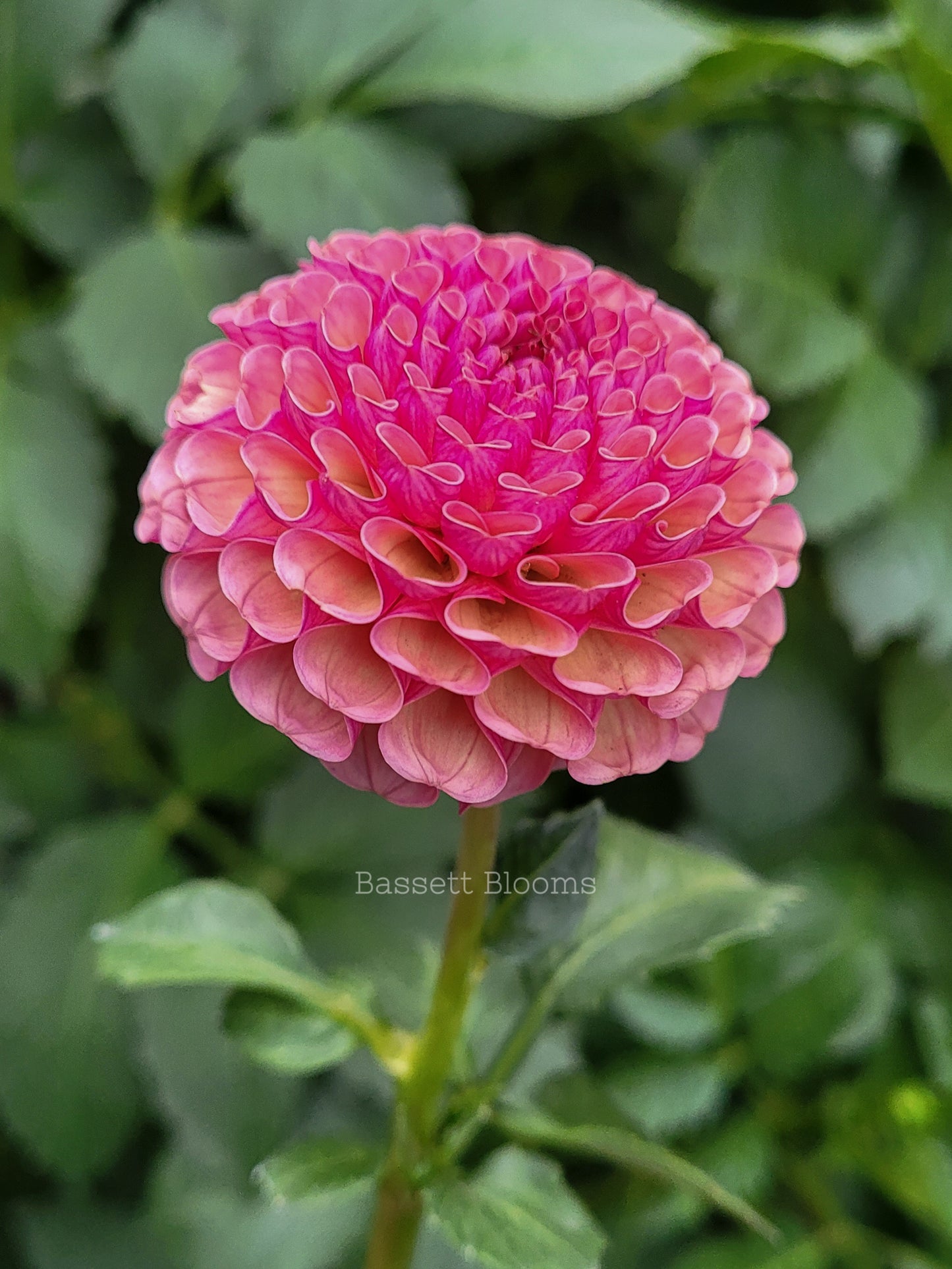 Koko Puff - Dahlia Tuber
