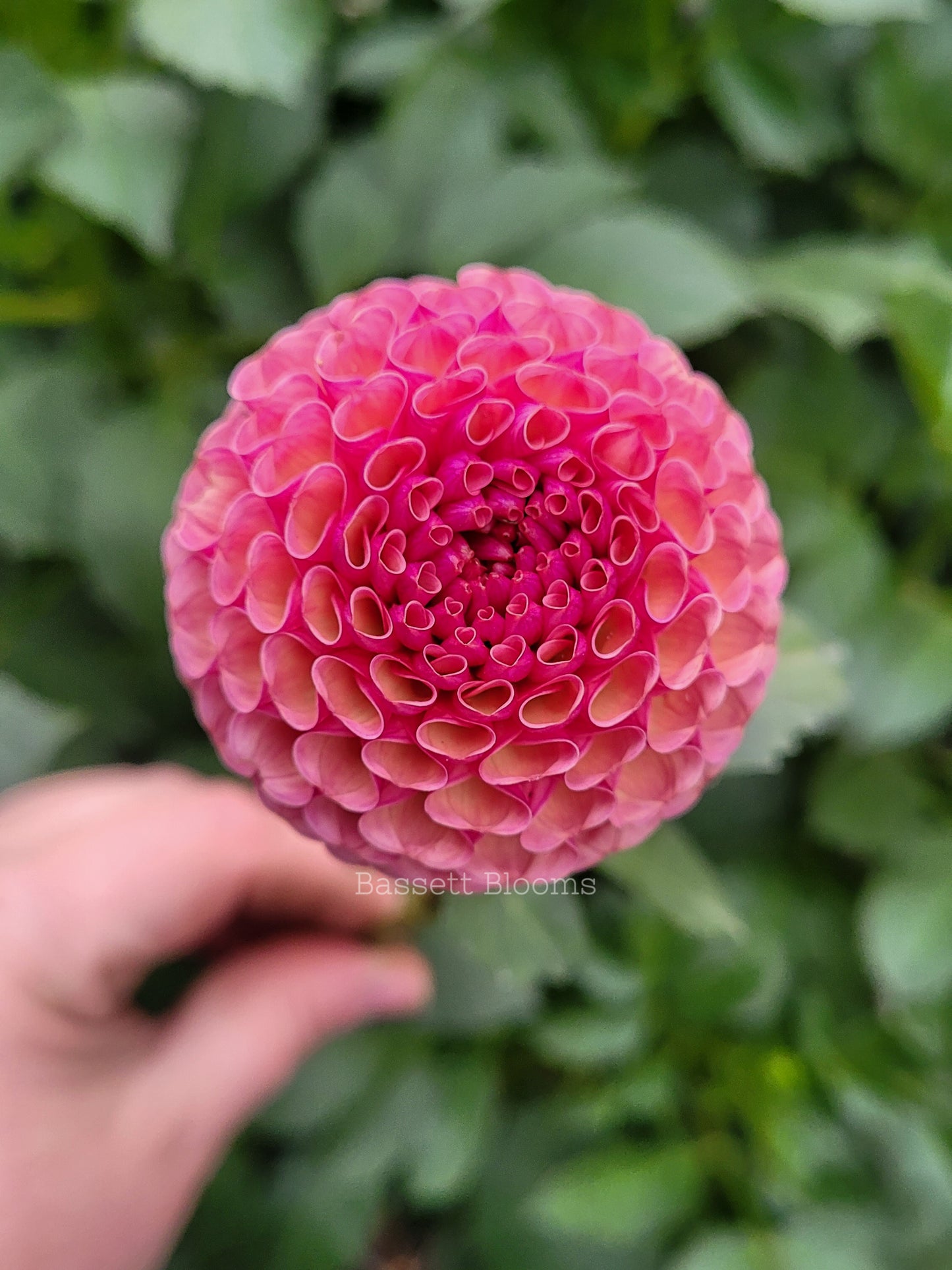 Koko Puff - Dahlia Tuber