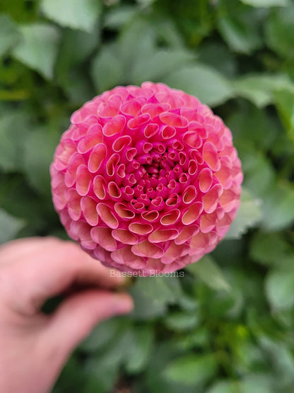 Koko Puff - Dahlia Tuber
