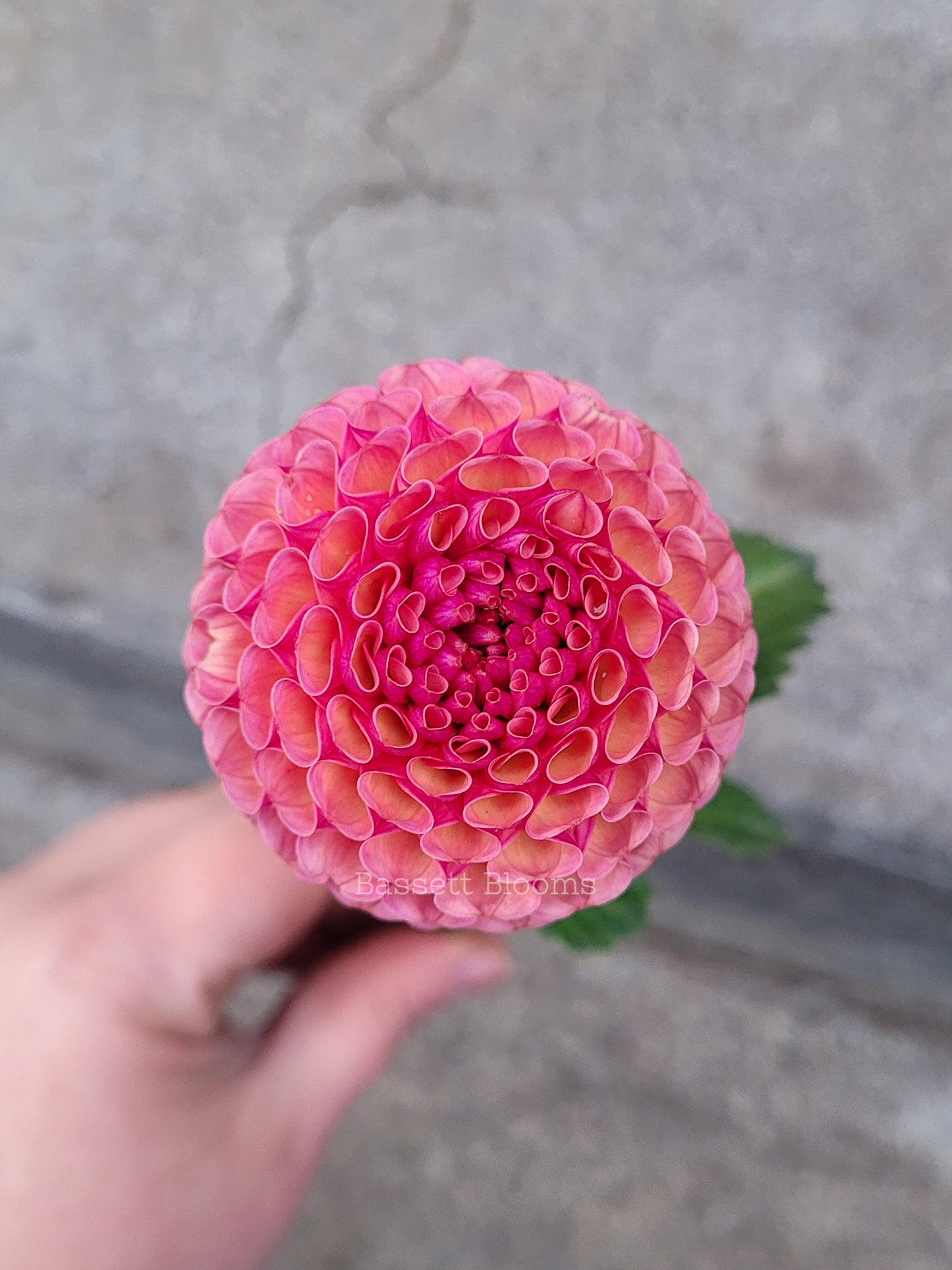 Koko Puff - Dahlia Tuber