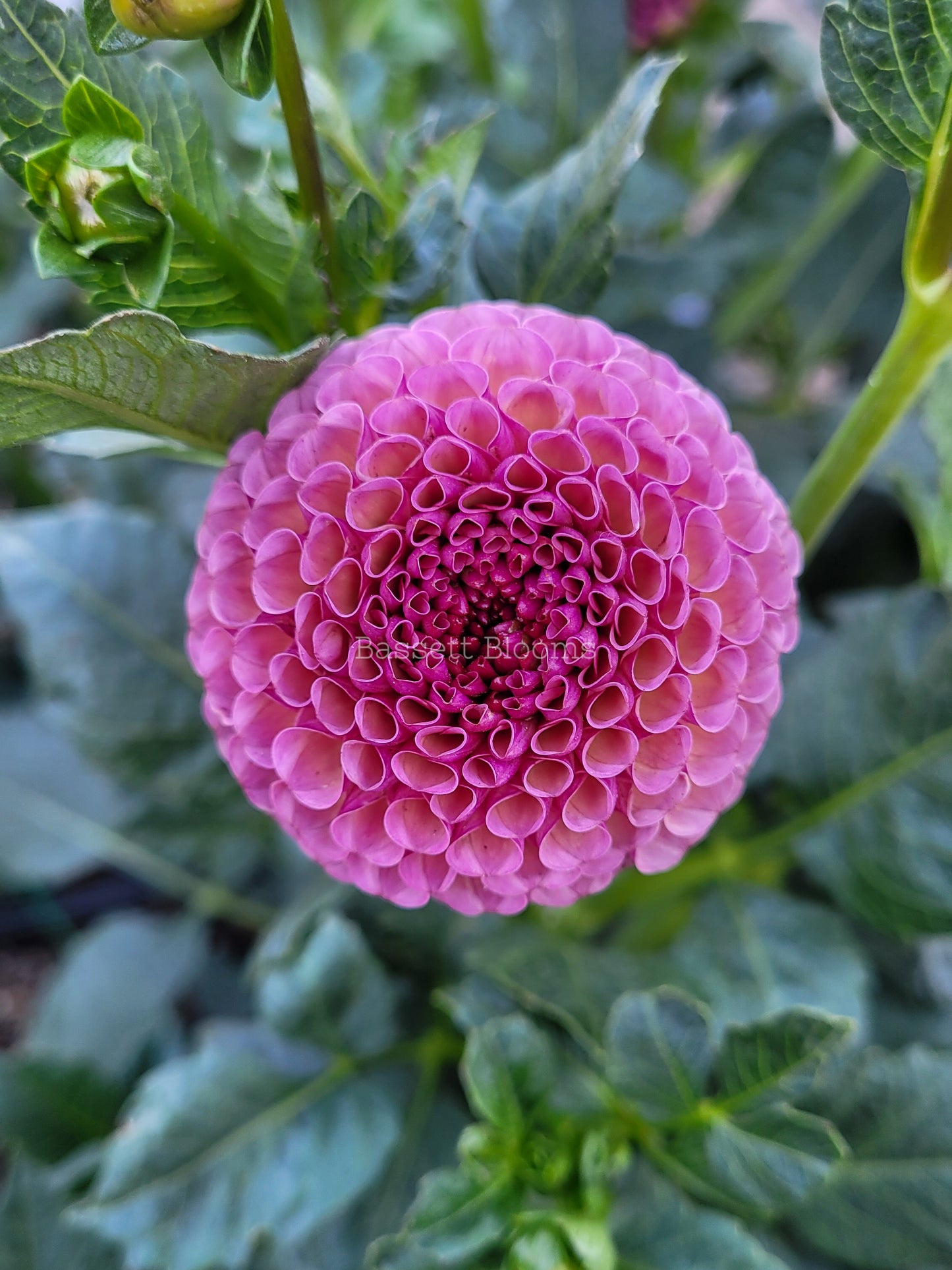 Koko Puff - Dahlia Tuber