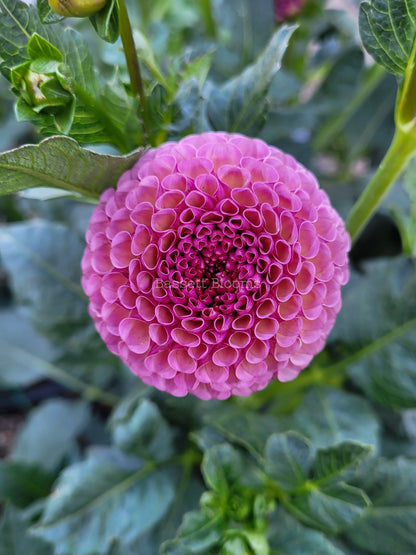 Koko Puff - Dahlia Tuber