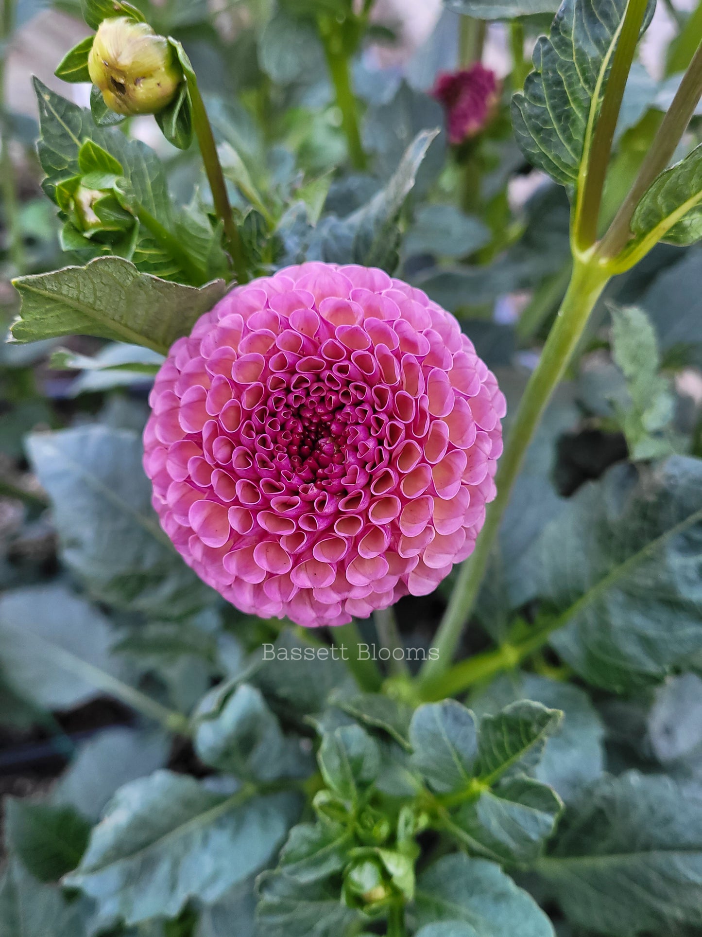 Koko Puff - Dahlia Tuber