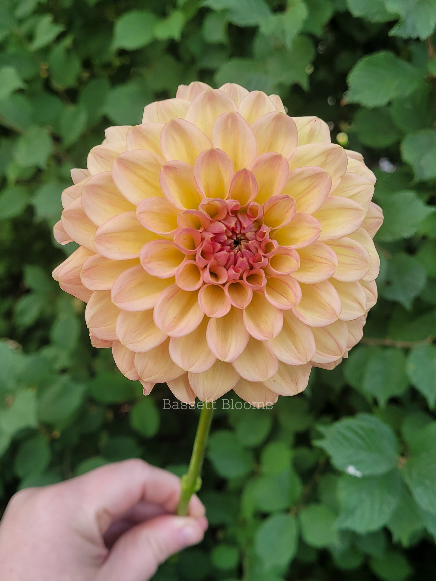 Lark's Ebbe - Dahlia Tuber