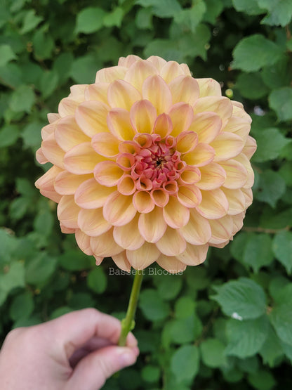 Lark's Ebbe - Dahlia Tuber