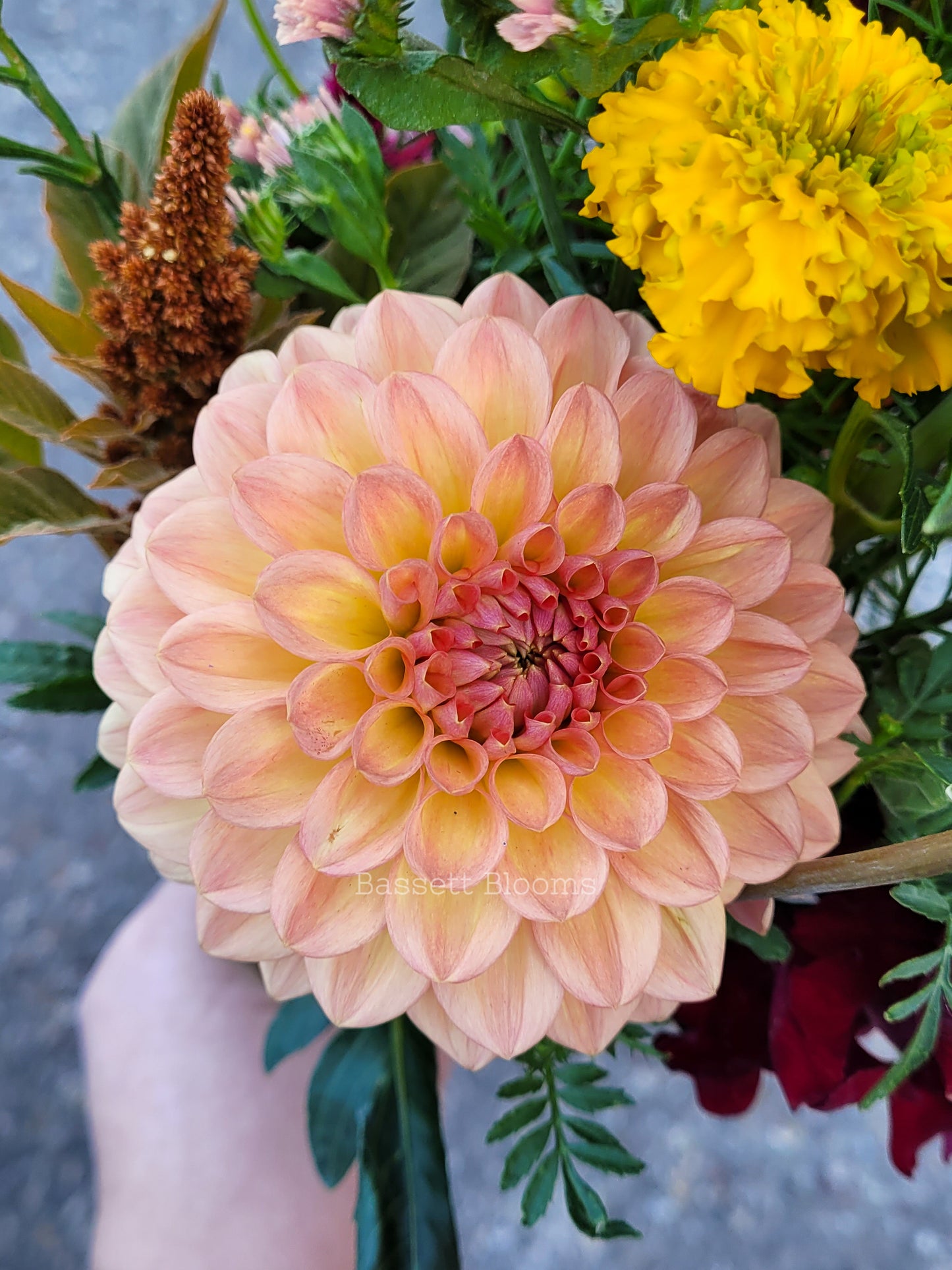 Lark's Ebbe - Dahlia Tuber