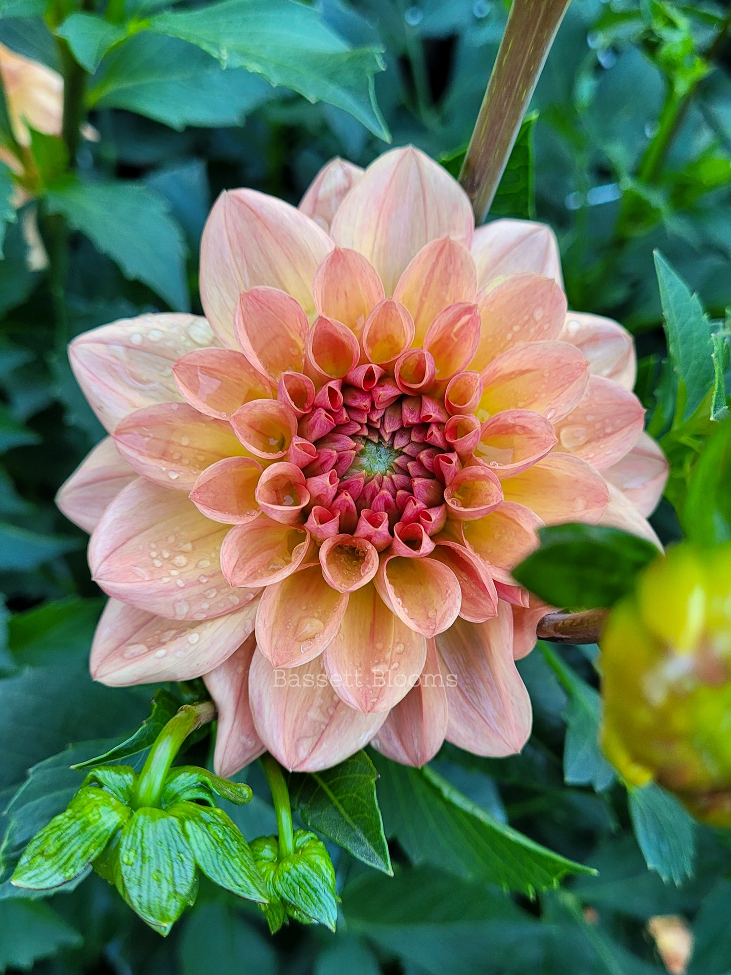 Lark's Ebbe - Dahlia Tuber