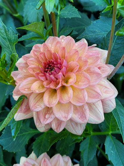 Lark's Ebbe - Dahlia Tuber