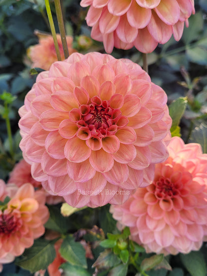Lark's Ebbe - Dahlia Tuber