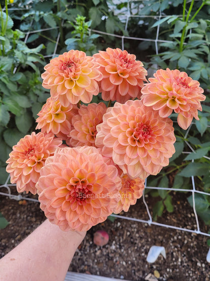 Lark's Ebbe - Dahlia Tuber