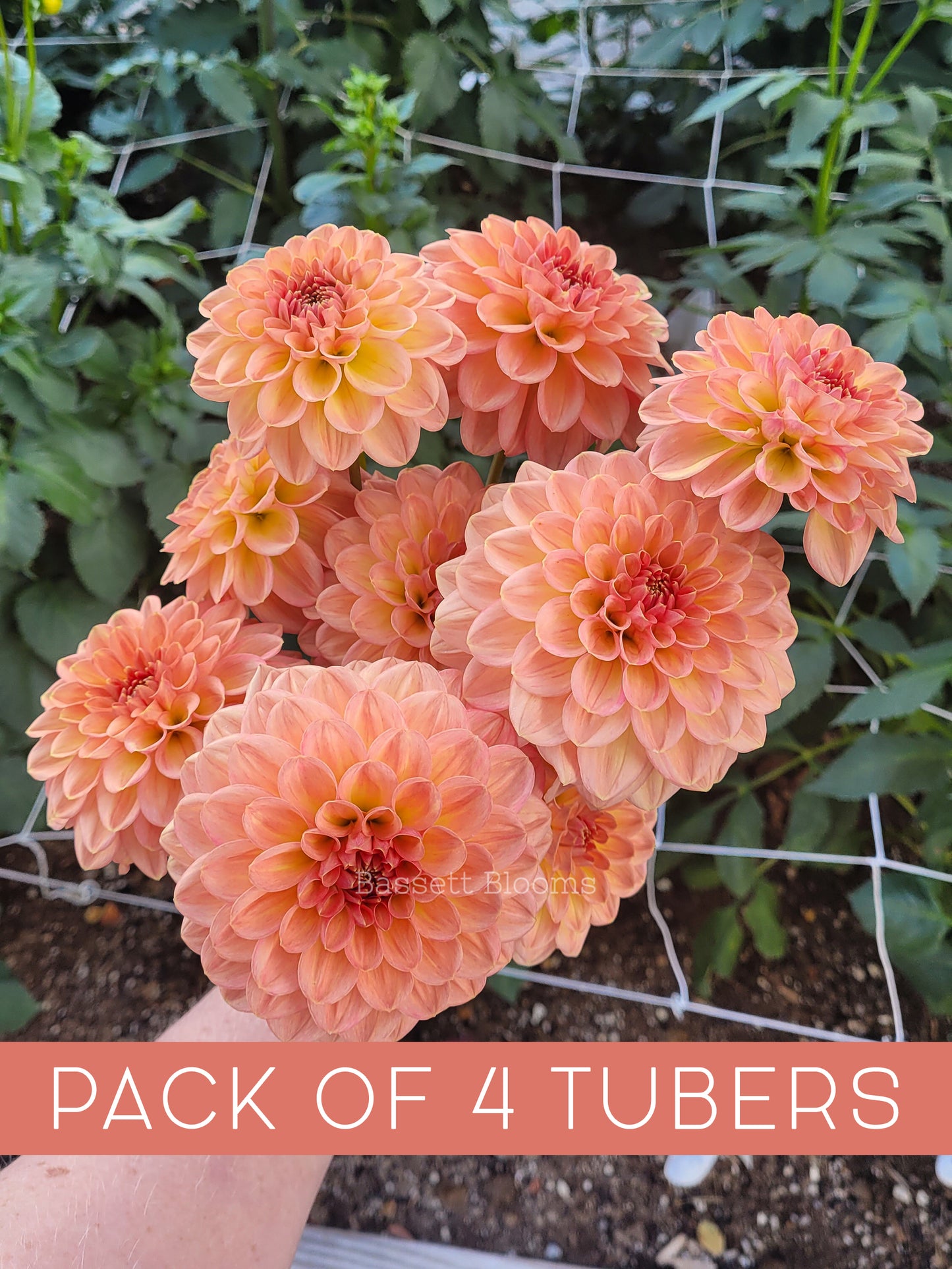 Lark's Ebbe - Dahlia Tuber (4 PACK)