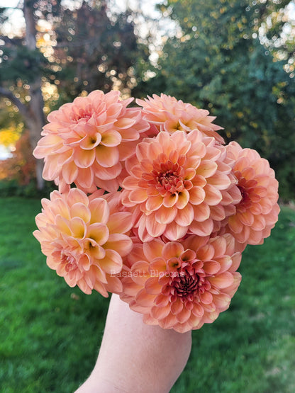 Lark's Ebbe - Dahlia Tuber