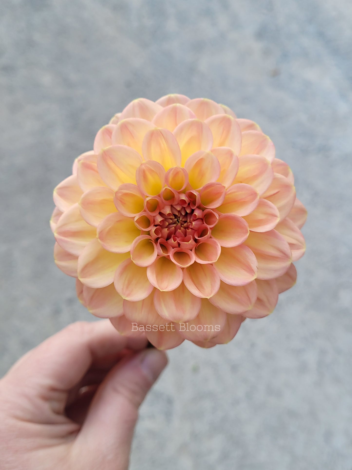 Lark's Ebbe - Dahlia Tuber