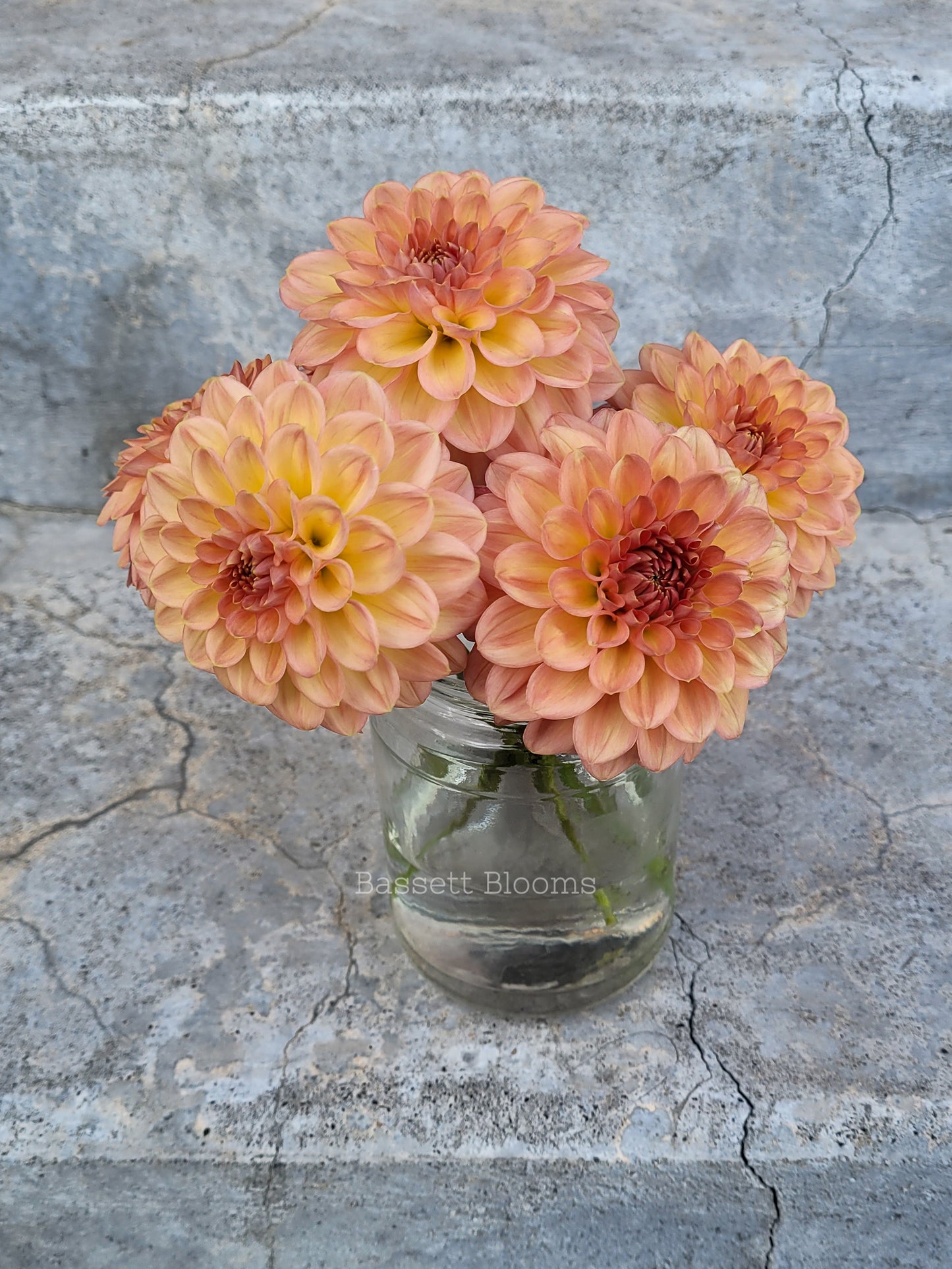 Lark's Ebbe - Dahlia Tuber