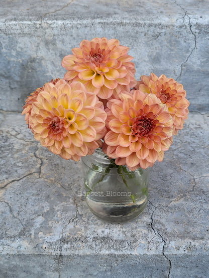 Lark's Ebbe - Dahlia Tuber