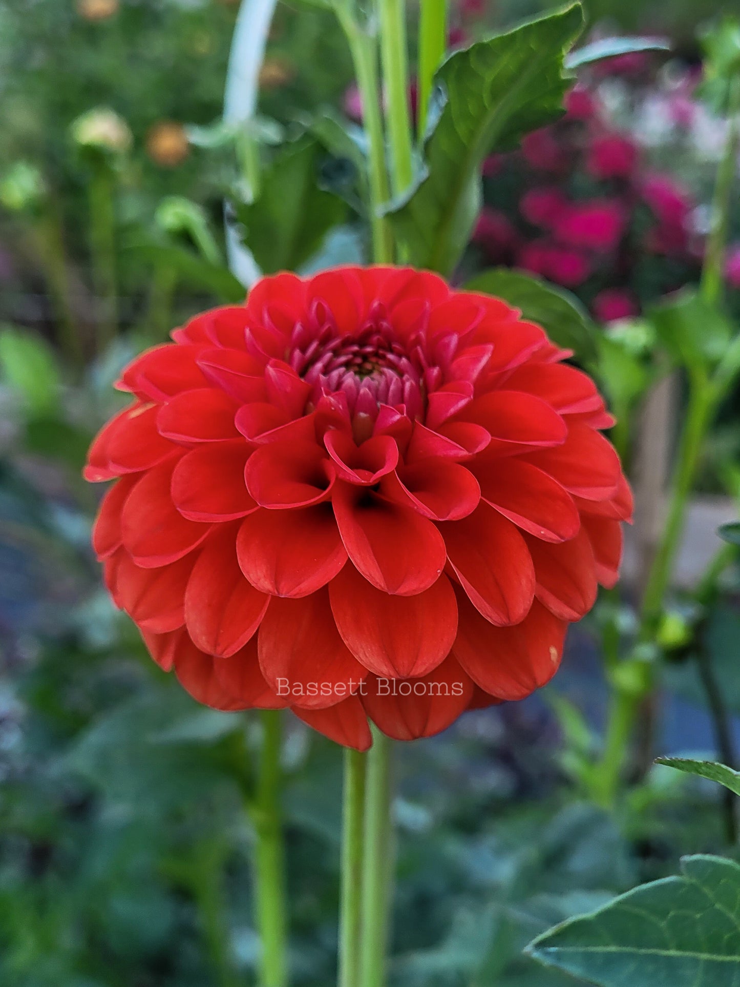 Lollipop - Dahlia Tuber