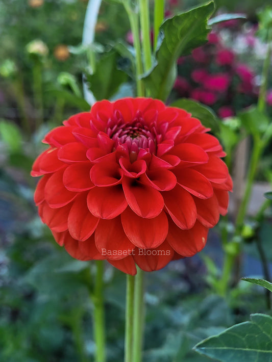 Lollipop - Dahlia Tuber